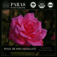 Rose De Mai Absolute