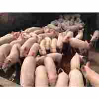 Pig Farming Consultancy