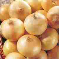 Fresh Onion Yellow Onion
