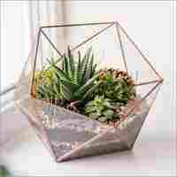 Glass terrarium succulents window sill