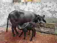 murrah buffalo in haryana