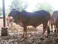 sahiwal cow heifer supplier