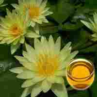 Yellow Champaca Floral Absolute Oil