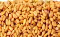 Raw Pine Nuts Kernels