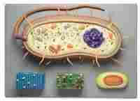  बैक्टीरिया सेल मॉडल 