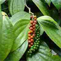Natural Green Peppercorn