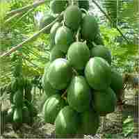 Papaya Plant