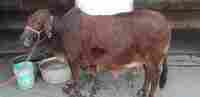 sahiwal cow in haryana
