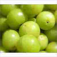 Amla Plant