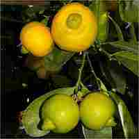 Citrus Limetta