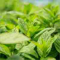 Green Mint Leaf