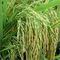 Aman Prime Paddy Seeds