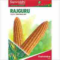 Rajguru Hybrid Maize Seeds