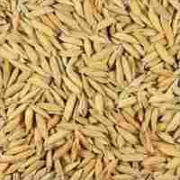 Rice Paddy Grains
