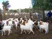 Pure Breed LIVE Boer Goats / 100% Full Blood Boer Goats
