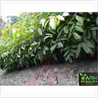 Mahogany plant