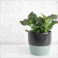 Fittonia Green Indoor Plants