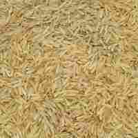 1509 Golden Rice