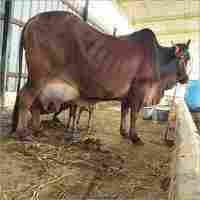 Dairy Farm Sahiwal Cow