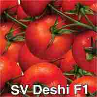 SV Deshi F1 Tomato Seeds