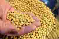 Soyabean Seed Dried