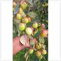 Apple Ber Fruit Plant