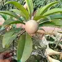 Cricket Ball Chiku Fruit Plant