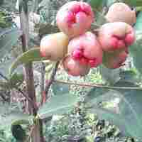 Jamun Fruit Plant