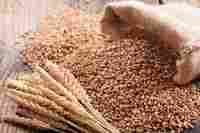 Wheat grain