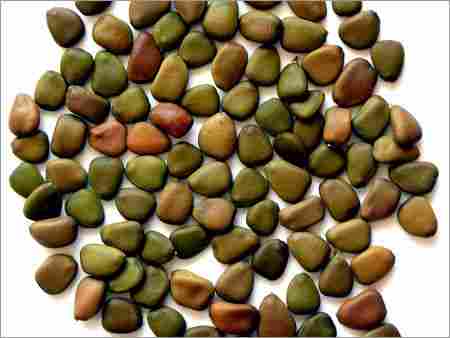 Nickerbean Seeds (Caesalpinia)