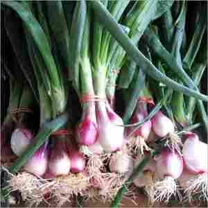 Spring Onion