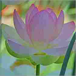 Nelumbo Nucifera (Lotus)