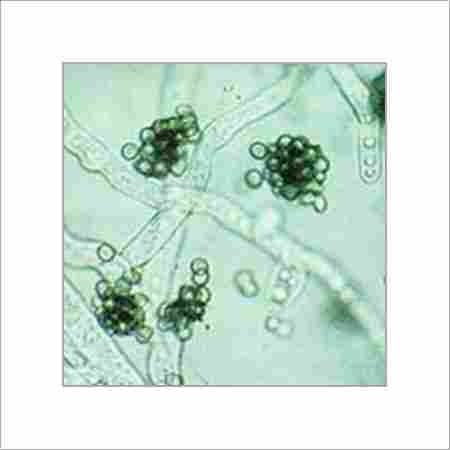 Biofungicide - Trichoderma viride / harzianum