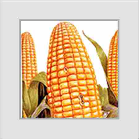 Healthy And Nutritious Maize