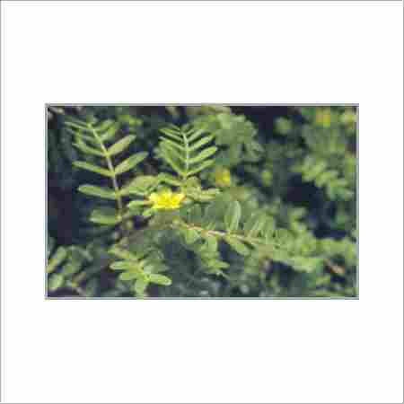 Tribulus Terrestris (Gokhru)