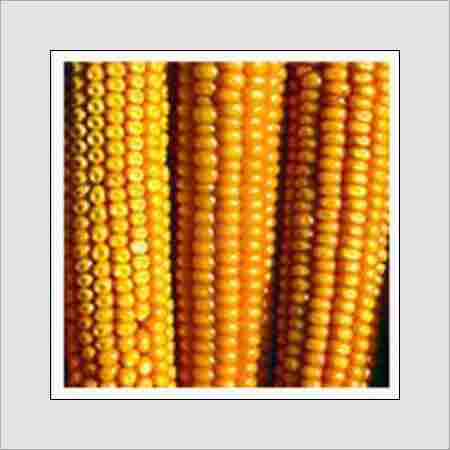 Rich in Protein Maize 
