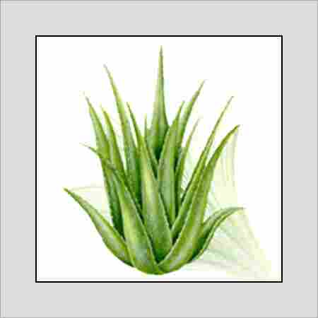 Green Aloe Vera