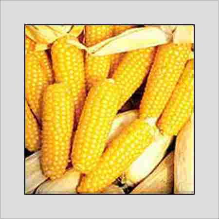 Yellow Color Sweet Corn