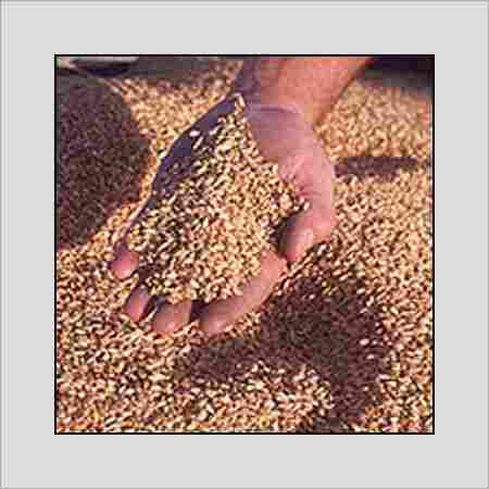 Easily Digest Milling Wheat