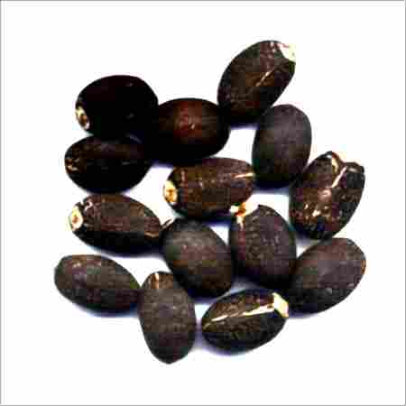 Natural Jatropha Curcas Seeds