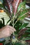 Green Indoor Crotons (Live Plants)