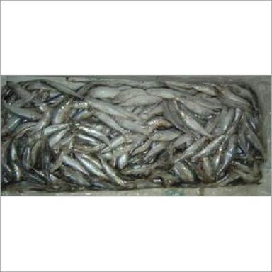 Frozen Sardine Fish Shelf Life: 11-13 Days