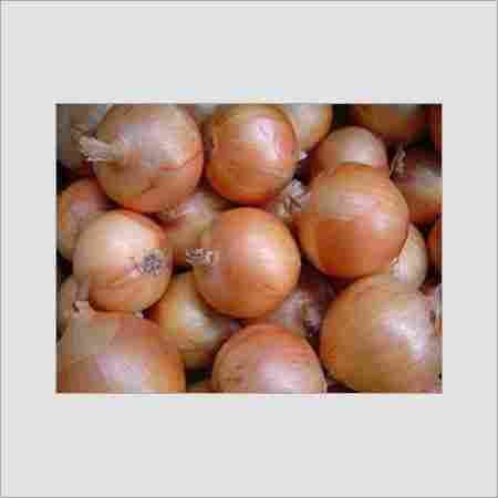 High Grade Fresh Onion