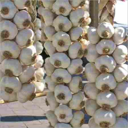 Fresh Garlic Products