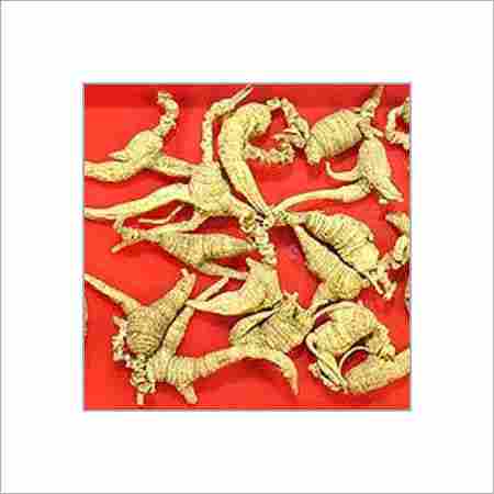 American Ginseng Root Extract 