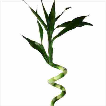 120cm Spiral Lucky Bamboo Plant