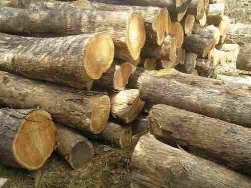 Natural Quality Teak Logs