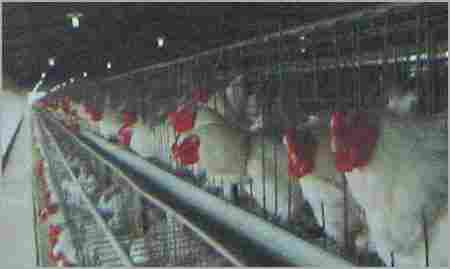 Layer Battery cages for Layers & Breeders