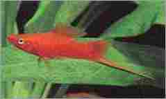 Sword Tail Fish