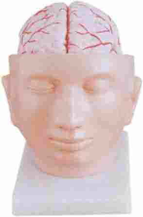 Brain With Arteries On Head